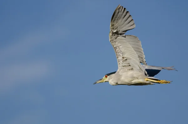 Mustakruunu Night-Heron lentää sinisellä taivaalla — kuvapankkivalokuva