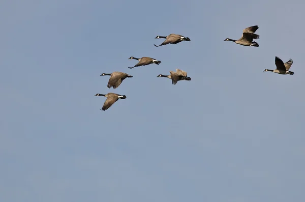 Flock of Canada Gęsi latające na błękitnym niebie — Zdjęcie stockowe