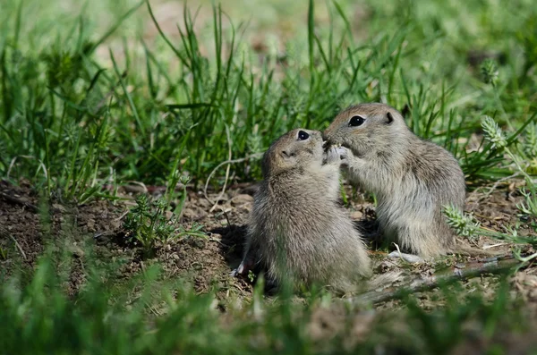 Zwei süße Erdhörnchen teilen sich einen kleinen Kuss — Stockfoto