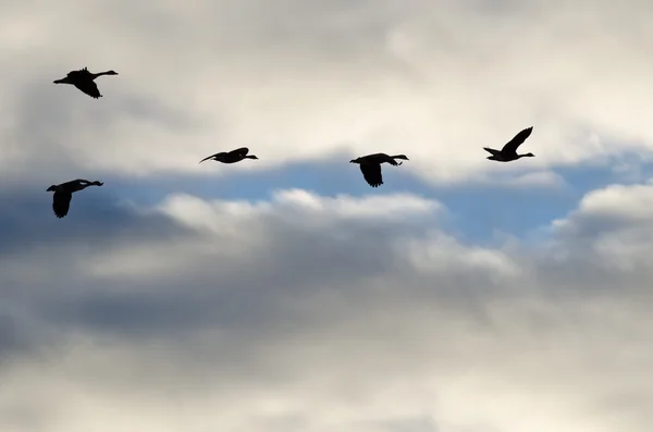 Стая гусей, силуэт в облачном небе — стоковое фото