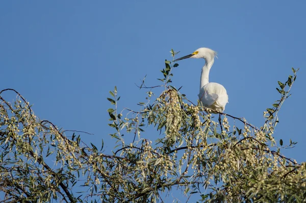 Garza nevada encaramada en la parte superior de un árbol — Foto de Stock