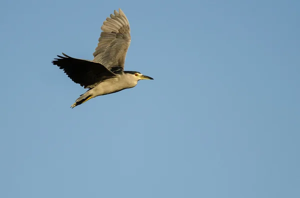 Mustakruunu Night-Heron lentää sinisellä taivaalla — kuvapankkivalokuva