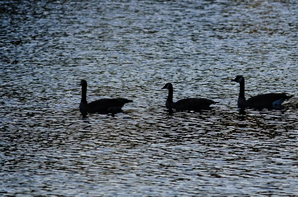 Три силуэт гуси плавают на вечернем пруду — стоковое фото