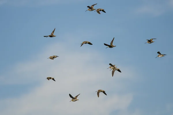 Flock of Wilson's Snipe Flying in a Cloudy Blue Sky — Stock Photo, Image