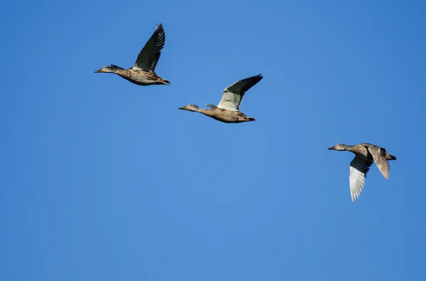 Tři kachny Mallard létající na modrém nebi — Stock fotografie