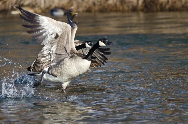 Canada Geese Taking to Flight from the River — Stock Photo, Image