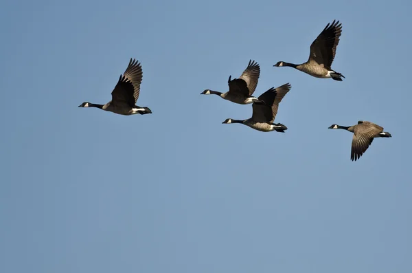 Piccolo gregge di oche canadesi che volano in un cielo blu — Foto Stock