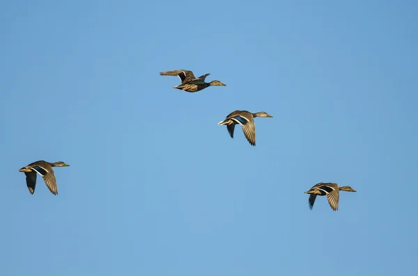 Fyra gräsand ankor flyger i en blå himmel — Stockfoto