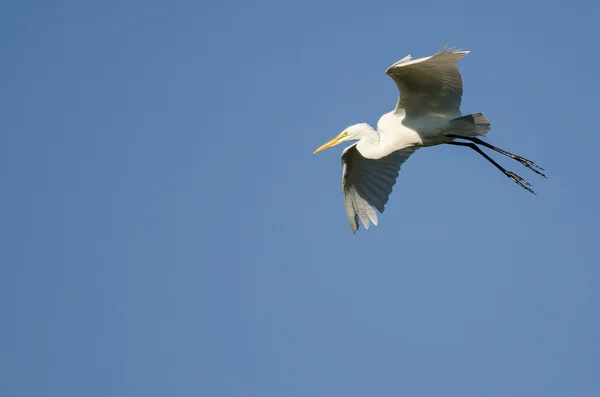 Большая цапля прилетает на посадку, летая в голубом небе — стоковое фото