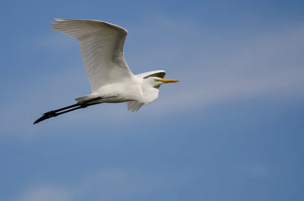 Witte grote zilverreiger vliegen in een blauwe lucht — Stockfoto