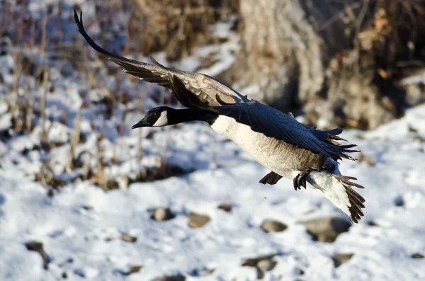 Canada Goose Landing op de Snowy Winter River — Stockfoto