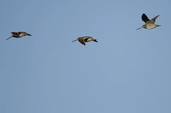 Trois bécassines de Wilson volant dans un ciel bleu — Photo