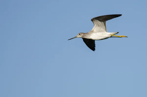 Sandpiper solitário voando em um céu azul — Fotografia de Stock