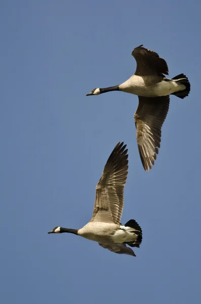 Doppio Crested Cormorano che vola nel vibrante cielo del tramonto — Foto Stock