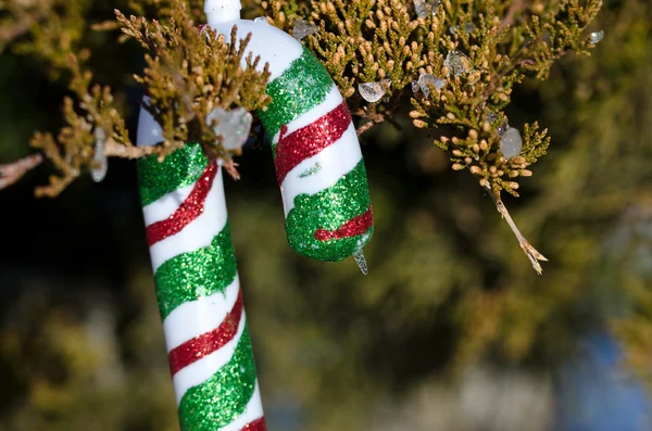 Candy Cane Christmas Ornament Decorating an Outdoor Tree — Stock Photo, Image