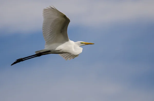 Branco Grande Egret Voando em um céu azul — Fotografia de Stock