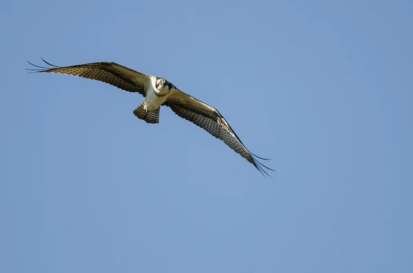 Osprey solitario haciendo contacto directo con los ojos mientras vuela en el cielo azul —  Fotos de Stock