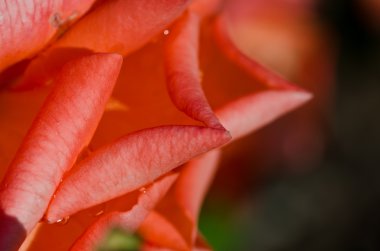 Doğa Özet: hassas Rose nazik kıvrımları kaybetti 