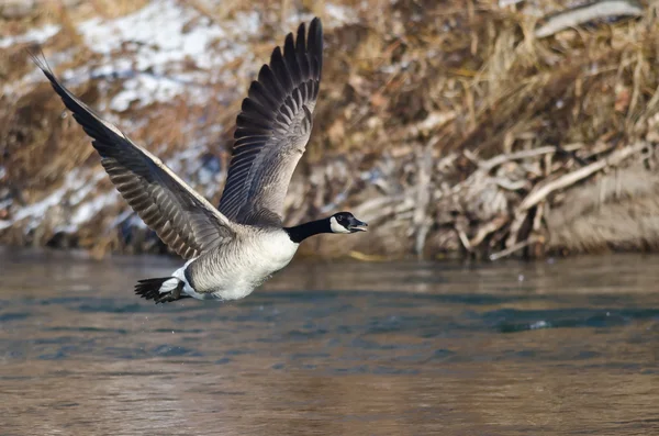 Kanadagås flyger lågt över floden — Stockfoto