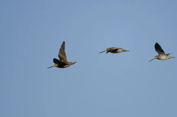 Three Wilson 's Snipe Flying in a Blue Sky — стоковое фото