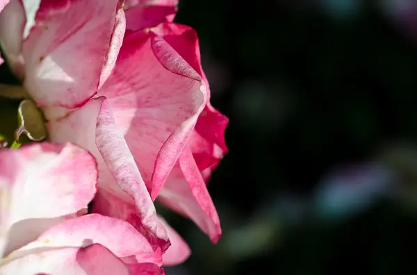 Природа Анотація: Втратили в ніжний складки делікатний Роуз — стокове фото