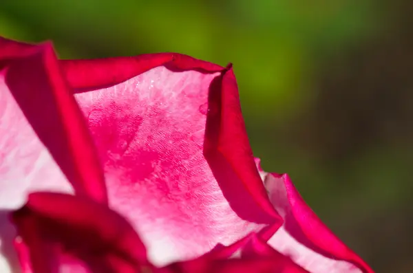 Nature abstract: verloren in den zarten Falten der zarten Rose — Stockfoto
