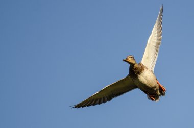 Mavi bir gökyüzü uçan yalnız yeşilbaş ördek 