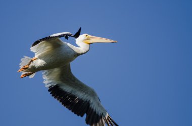 Amerikan Beyaz Pelikanı Mavi Gökte Uçuyor 