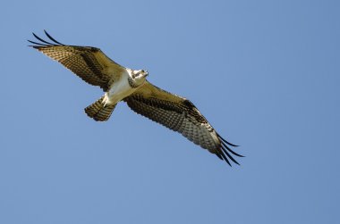 Yalnız Osprey mavi gökyüzünde uçan 