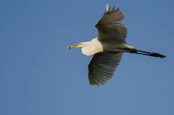 Grote zilverreiger uitvoering een gevangen vis als het vliegt in een blauwe hemel — Stockfoto