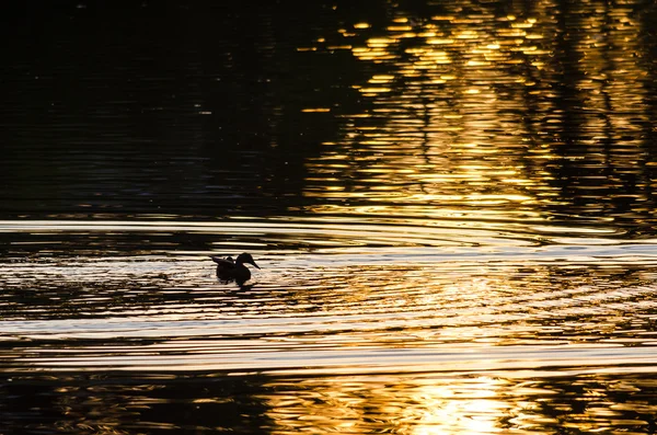 Silueta del pato nadando en un estanque dorado mientras el sol se pone — Foto de Stock