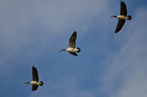 Tres gansos de Canadá volando en un cielo azul — Foto de Stock