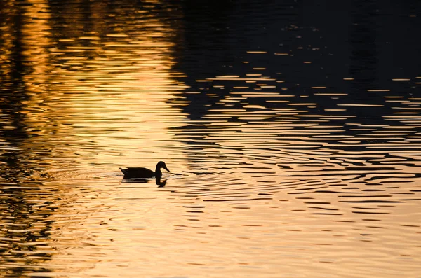 太陽が沈む時に黄金の池で泳ぐアヒルのシルエット — ストック写真
