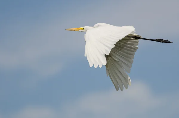 Witte grote zilverreiger vliegen in een blauwe lucht — Stockfoto