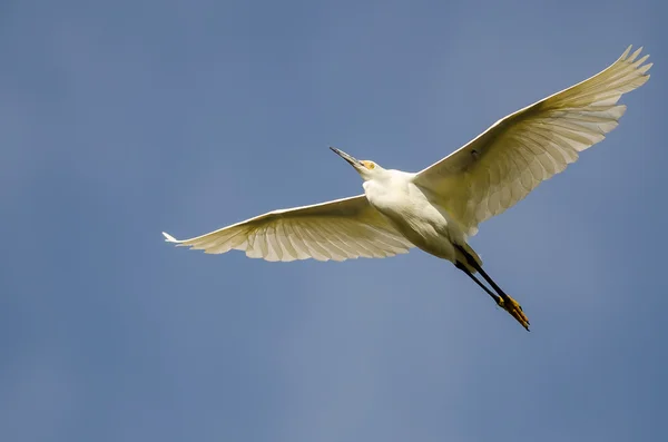 Snowy Egret Flying in Blue Sky — Stock Photo, Image