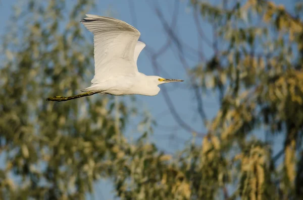 Snowy Egret Flying Among the Trees of the Marsh — Stock Photo, Image