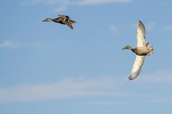 Dos patos Mallard volando en un cielo azul —  Fotos de Stock