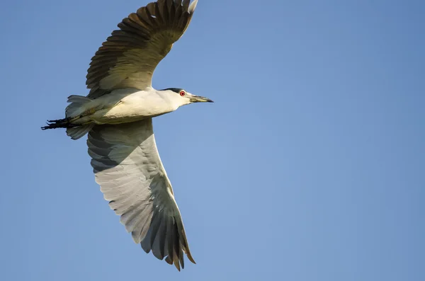 Black-gekroond nacht Heron vliegen in een blauwe hemel — Stockfoto