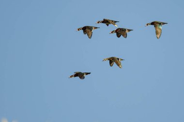 Mavi Gökte Uçan Orman Ördekleri Sürüsü