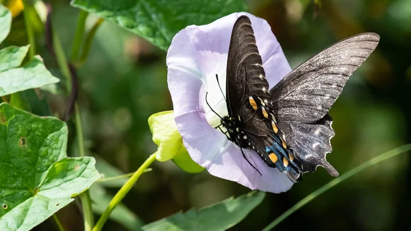 Spicebush Swallowtail Fjäril Smuttar Nektar Från Boende Blomma — Stockfoto