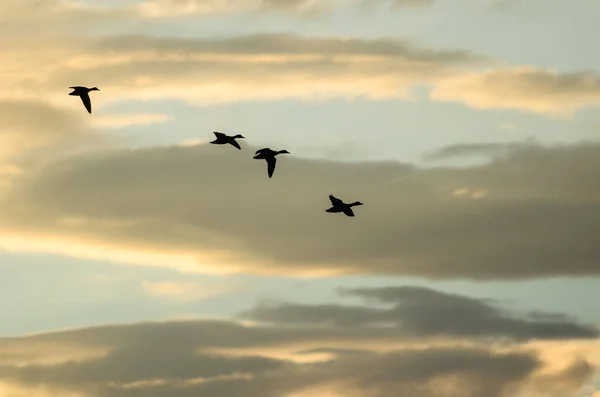 Silhouette Herde Von Enten Die Sonnenuntergang Himmel Fliegen — Stockfoto