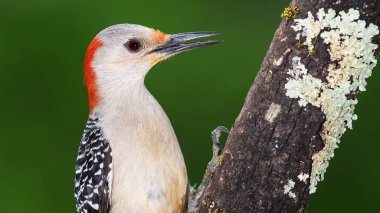 Kırmızı Göbekli Ağaçkakan Profili Bir Dalın Üzerine Tünemiş
