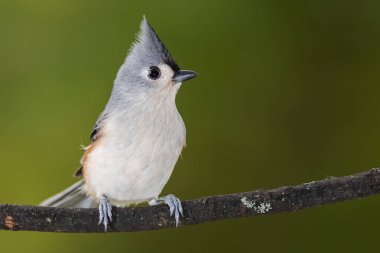 İnce bir ağaç dalına tünemiş Titmouse