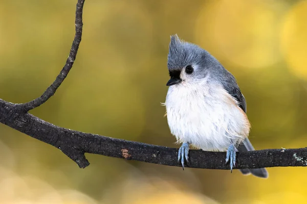 Tuftade Titmouse Uppflugen Höstgren — Stockfoto