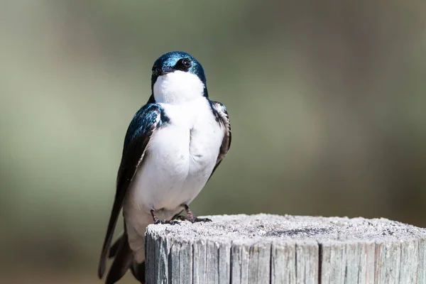 Spunky Little Tree Swallow Perched Atop Weathered Wooden Post — Stock Photo, Image