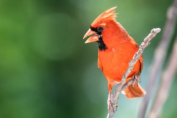 Cardenal Del Norte Encaramado Una Rama Árbol — Foto de Stock