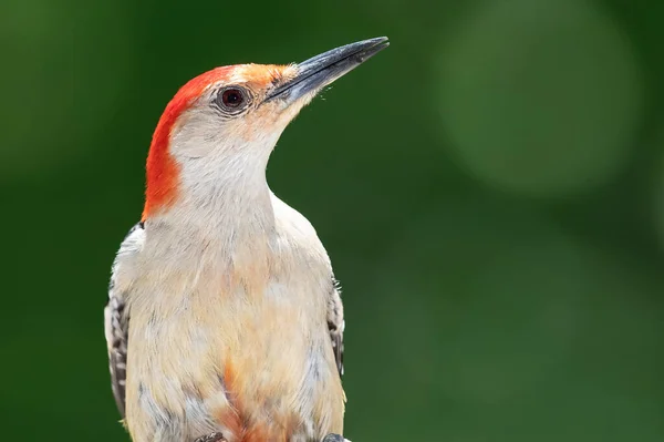 Perfil Pájaro Carpintero Vientre Rojo Encaramado Una Rama — Foto de Stock