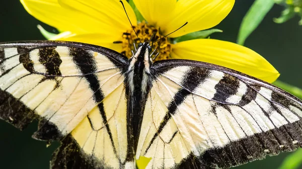 Hirondelle Tigrée Est Sirotant Nectar Fleur Accommodante — Photo