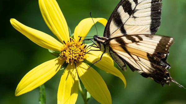 Borboleta Rabo Andorinha Tigre Oriental Sorvendo Néctar Flor Acomodando — Fotografia de Stock