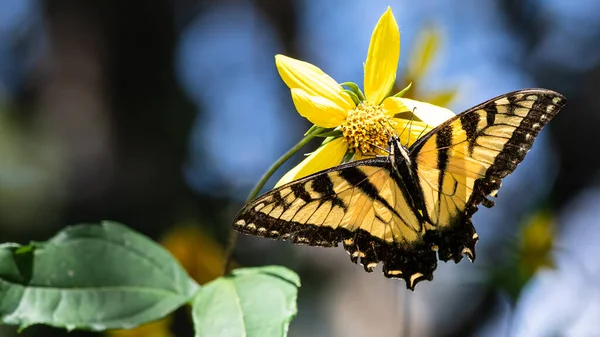 Hirondelle Tigrée Est Sirotant Nectar Fleur Accommodante — Photo